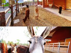 -祥源·阜阳生态乐园