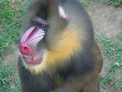 -大连森林动物园