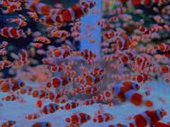 -海合安成都极地海洋公园