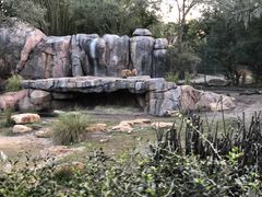 -奥兰多迪士尼动物王国乐园