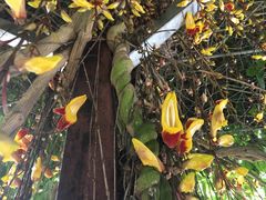 -金马仑薰衣草花园(Cameron Lavender)