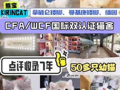 -麒麟缅因猫舍·十五年缅因猫选购中心