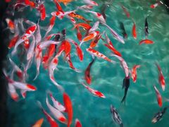 -北戴河圣蓝海洋公园