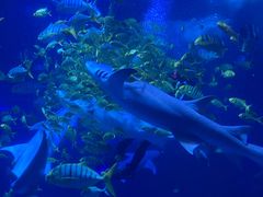 -太平洋海底世界