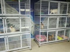 -喵百万·布偶·蓝金金渐层英短·猫舍(百子湾店)