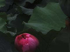 -陈家山荷花公园