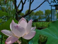 -无锡蠡湖国家湿地公园-蠡园