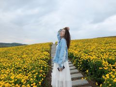 -莲花山花海