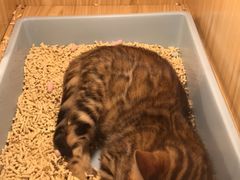 -屋虎猫馆(宝安大仟里店)