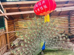 -鹅湖玫瑰文化园