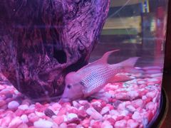 -上海海洋水族馆