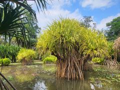-中国科学院西双版纳热带植物园