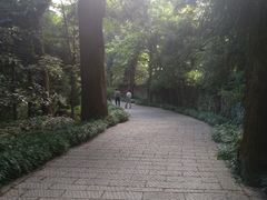 -天目山大树王景区