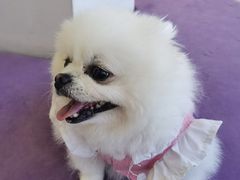 -怪兽屋·羊驼·猫咖·狗咖(俊华广场店)