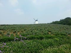 android_upload_pic-大塘金香草谷
