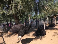 景点-长白岛森林公园