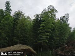 -宁波浙东大竹海景区