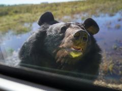 -黑瞎子岛探秘野熊园