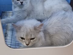 -十年猫舍·猫咪专门店(普陀店)