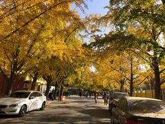 -三里屯东五街银杏大道