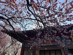 -桃花堤公园
