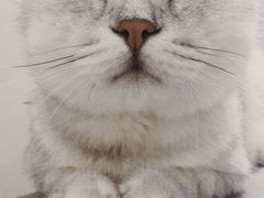-喵的天空名猫咖啡馆·撸猫·猫舍·用品