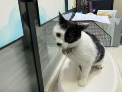 -顺强宠物诊所·狂犬免疫·夜诊·骨科(嘉定店)