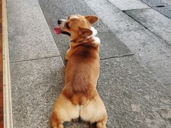 -孙奶奶葱包桧