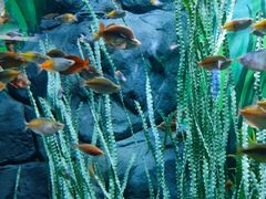 -上海海洋水族馆