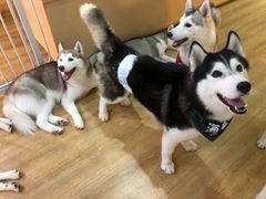 -Husky Go! 哈士奇体验馆·宠物咖啡厅狗咖