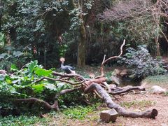 -深圳野生动物园