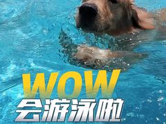 -爪吧宠物乐园·宠物泳池(温榆河示范区店)