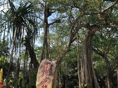 -瑞丽独树成林风景区