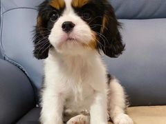 -萌宠之家·腊肠犬·马尔泰·小体犬舍