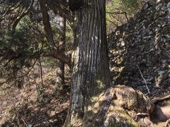 -天目山大树王景区