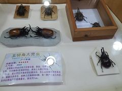 -上海大自然野生昆虫馆(东方明珠·爬宠昆虫探索中心)