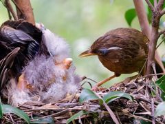 -梧桐山风景名胜区