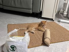 -瑞派长江宠物医院·猫科·外科·24小时夜护(谊城公寓分院)