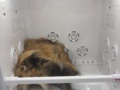-爱洗澡的猫(望京店)