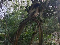 -广西壮族自治区药用植物园