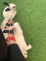 -萌宠亲子动物乐园(槐房万达店)