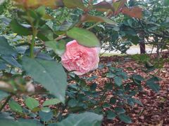 景点-人民公园(罗湖区)