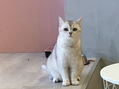 -猫儿山۰猫主题餐厅
