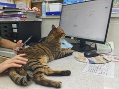 -瑞鹏宠物医院·微创内窥镜·骨外科·牙科(翠竹分院)
