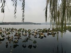 -西湖外事游船(花港观鱼码头)