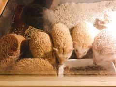 -more than meow吴止猫主题餐厅(承德 中船汇店)