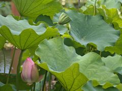 -陈家山荷花公园