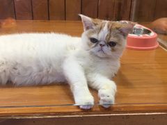 -龟与熊猫宠物公园(南坪店)