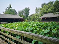 -溱湖国家湿地公园