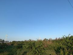 -上海长兴岛郊野公园